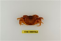 藏品(拉氏清溪蟹)的圖片